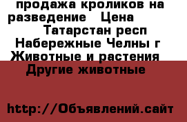 продажа кроликов на разведение › Цена ­ 300-500 - Татарстан респ., Набережные Челны г. Животные и растения » Другие животные   
